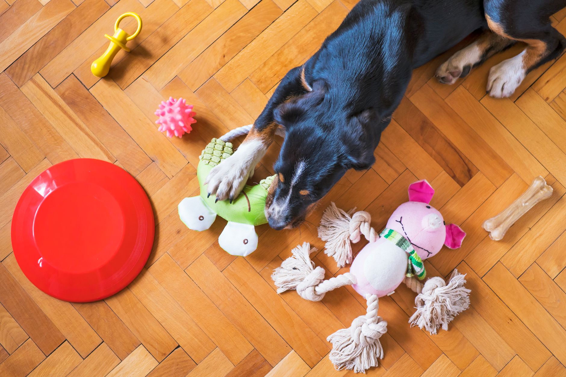 Seleção de brinquedos seguros para filhotes em uma cesta