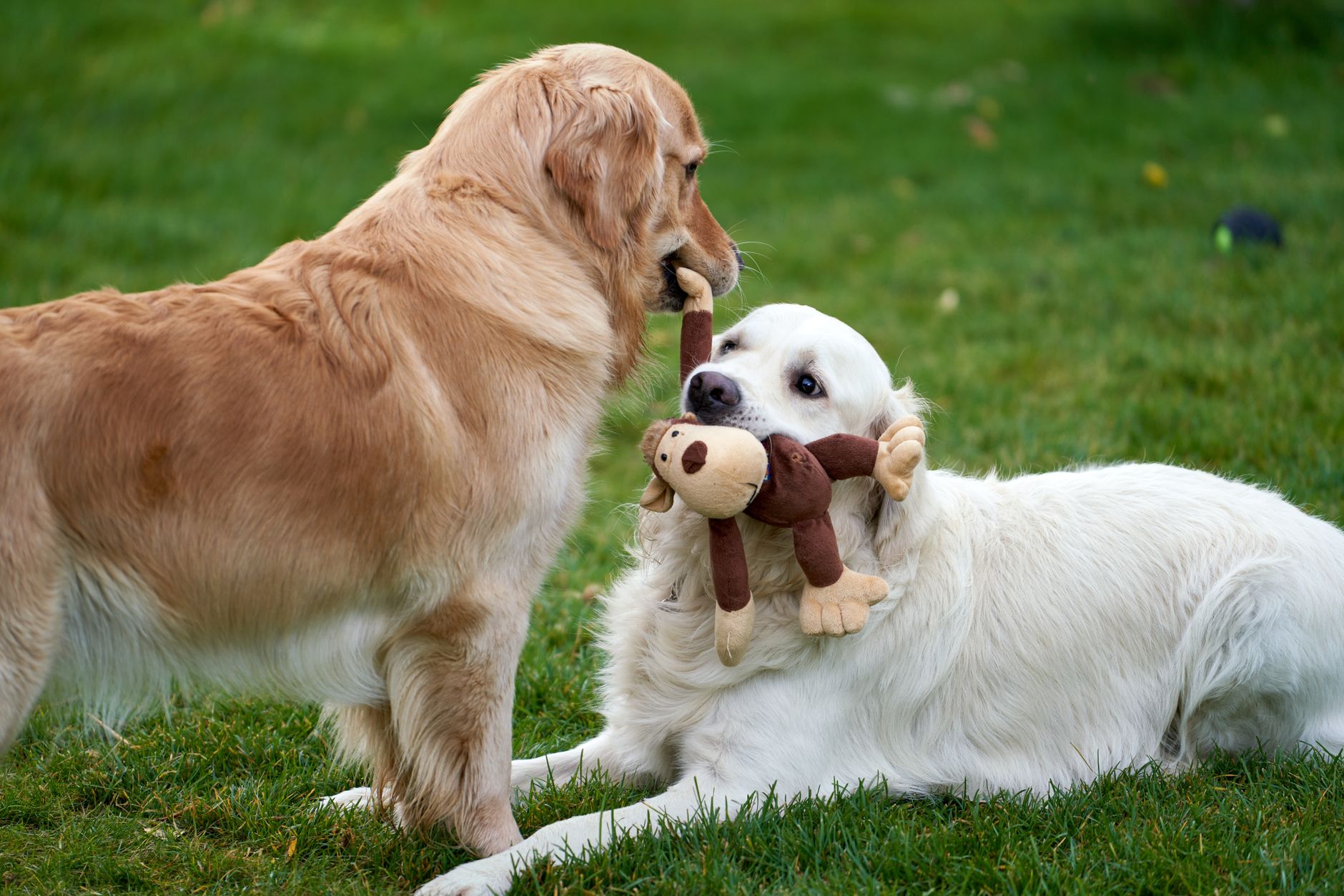 Mãos segurando brinquedos de diferentes tamanhos ao lado de um cachorro