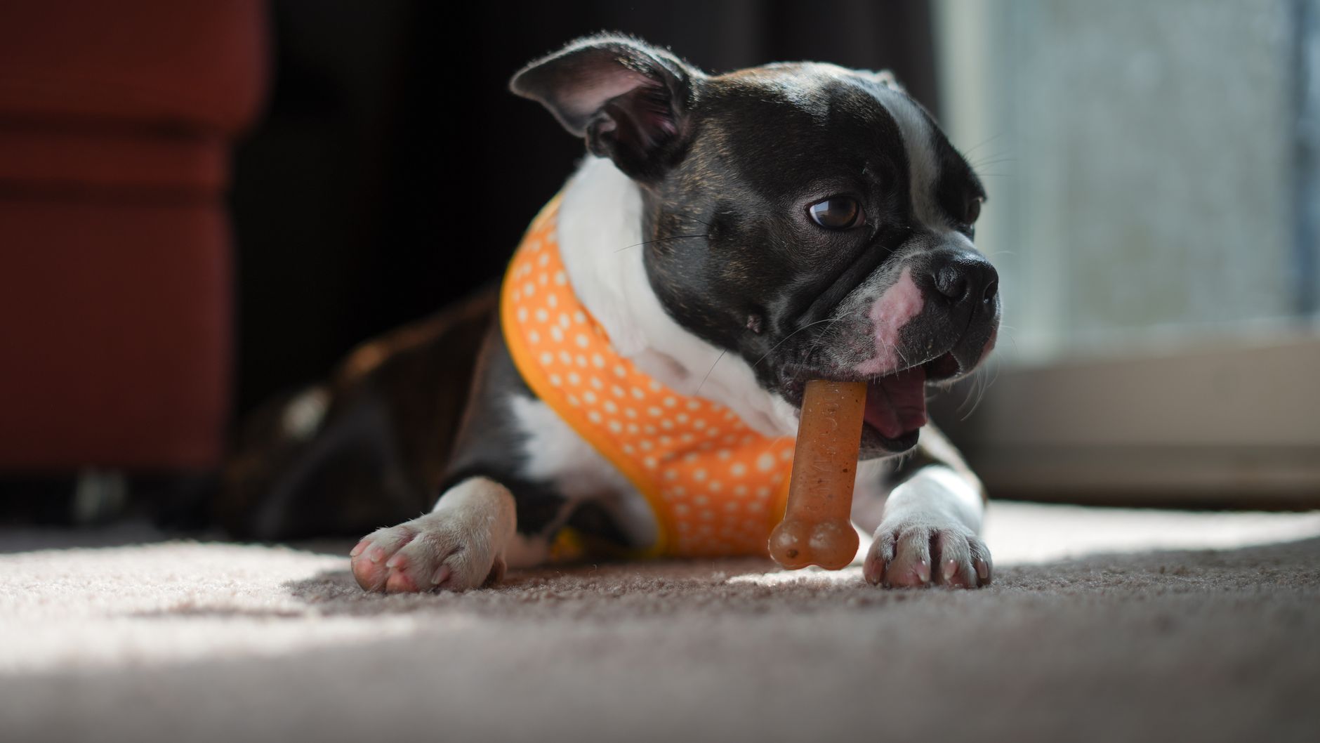 Cachorro mordendo um brinquedo de borracha