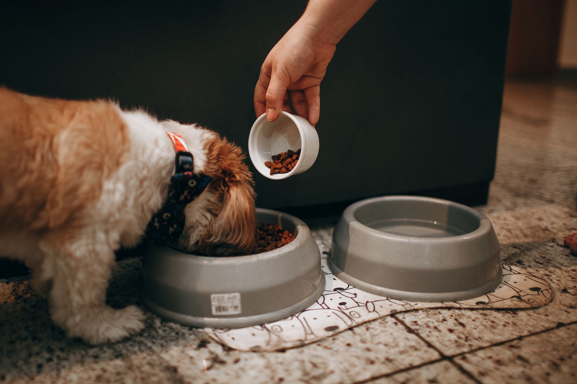 Cachorro comendo ração em comedouro de inox no chão da cozinha