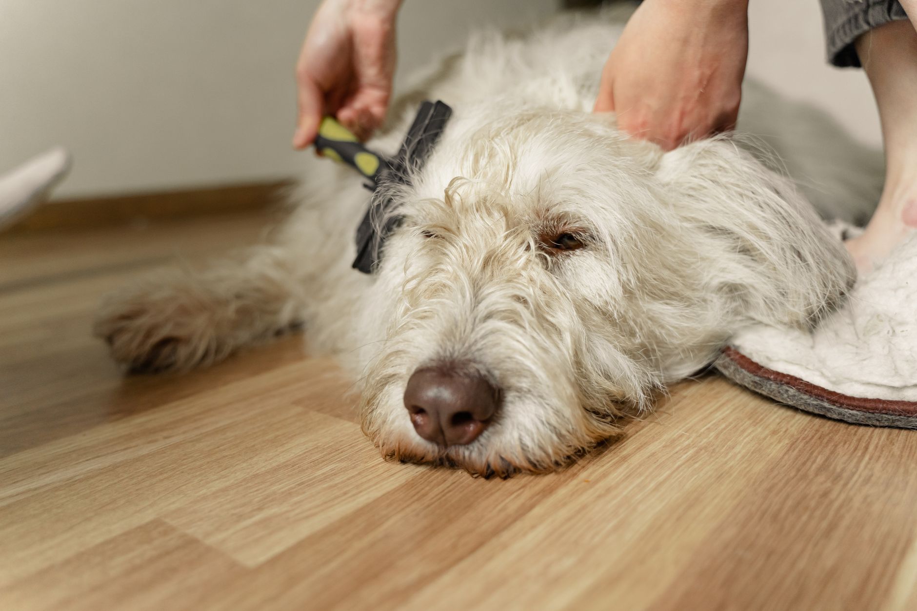 Pessoa escovando um cachorro de pelo longo com uma escova de pinos