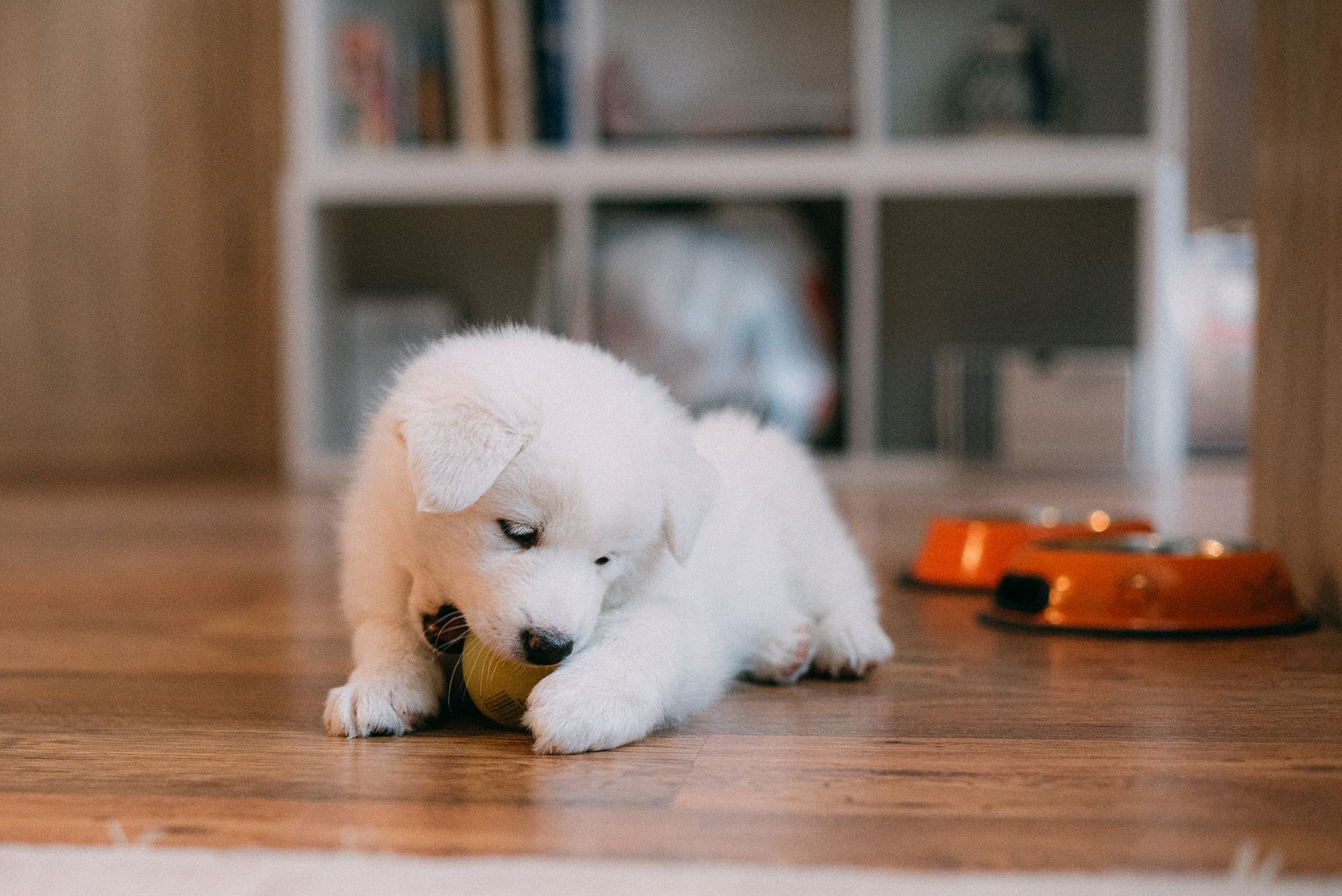 Filhote de cachorro mordendo um brinquedo no chão da sala