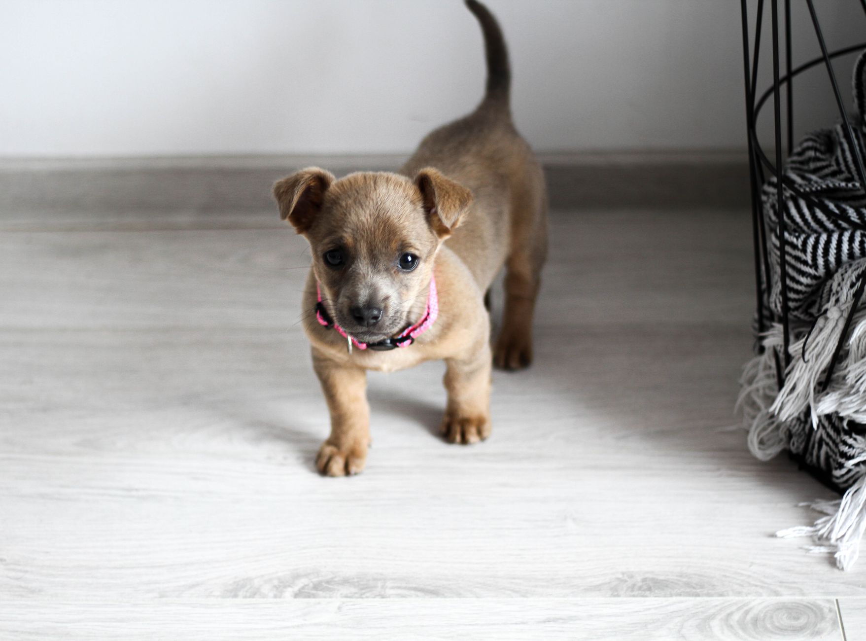 Filhote de cachorro em um espaço pequeno e seguro, com água e caminha, explorando o ambiente no primeiro dia em casa