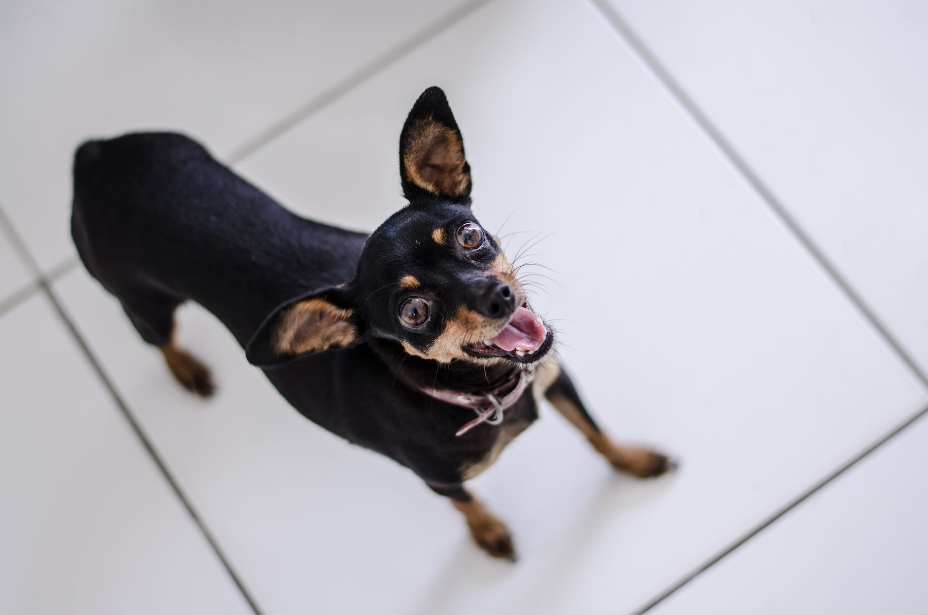 Filhote em pé sobre tapete higiênico no chão de casa